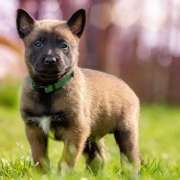 What are Some Important Things to Teach Your Dog