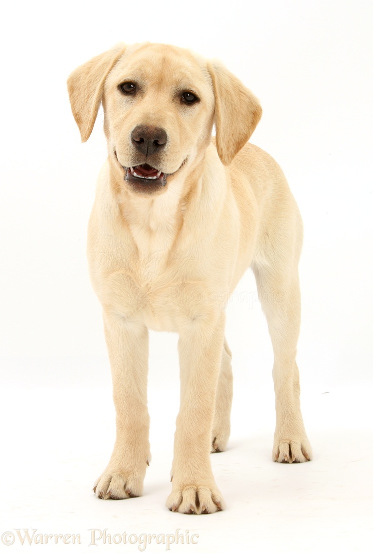 Labrador Dog training service in Delhi NCR