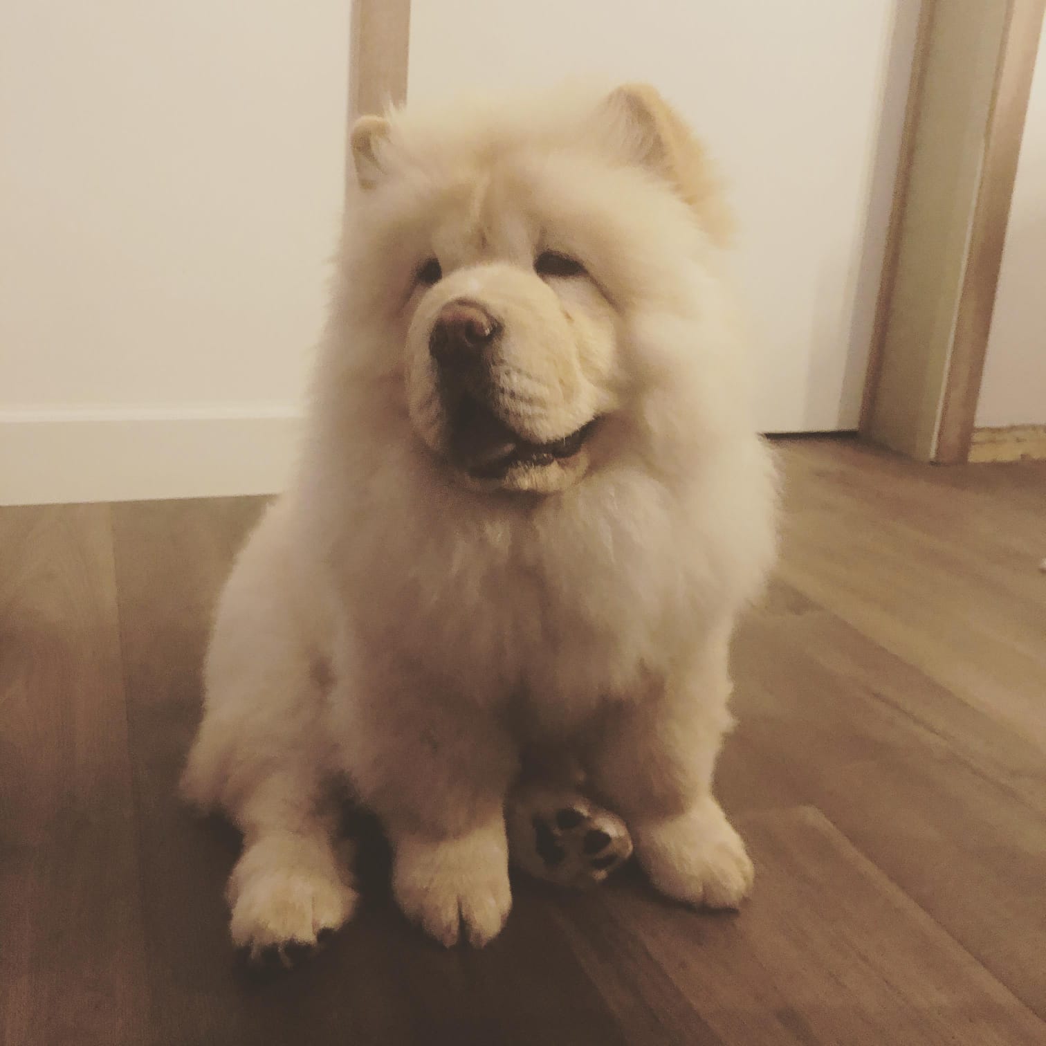 chow chow Training Service in Delhi NCR