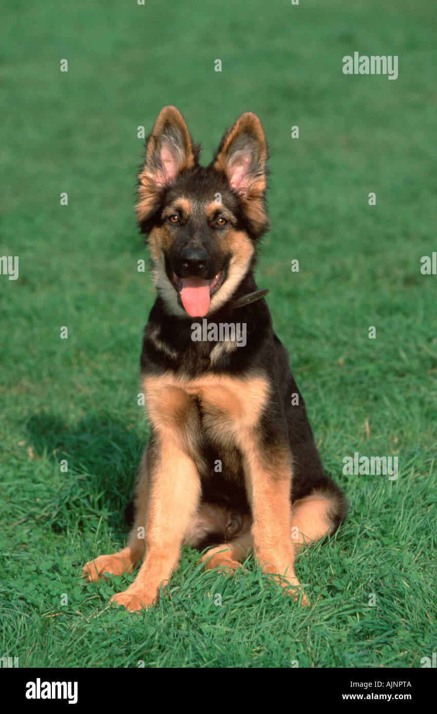 German shepherd training service in Delhi NCR