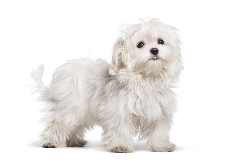 Maltese Dog Training Service in Delhi NCR