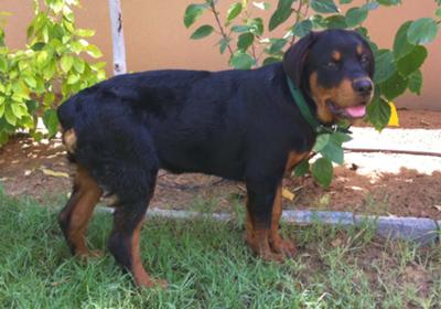 Rottweiler Dog Training in Delhi NCR