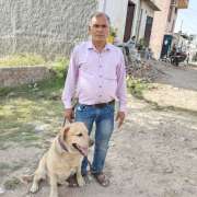 How to Look for the Best Dog Trainers